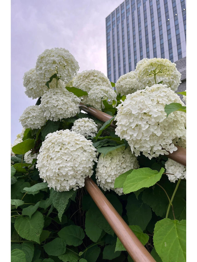 台場 | 繡球花的絢麗盛宴
