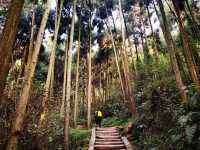 青城山旅行攻略|道教聖地與自然奇觀的完美交融