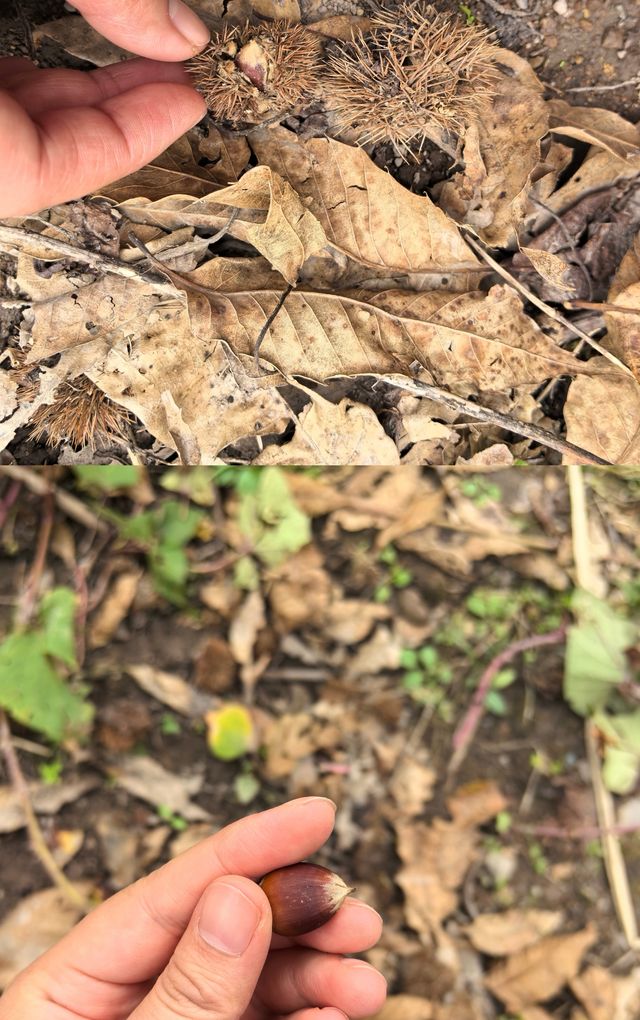 《山靄深處：與簷角苔衣的千年私語》