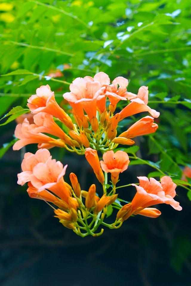 蘇州皇廢基凌霄花盛放