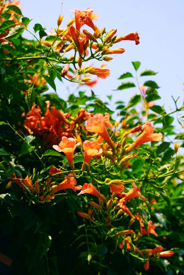 蘇州皇廢基凌霄花盛放