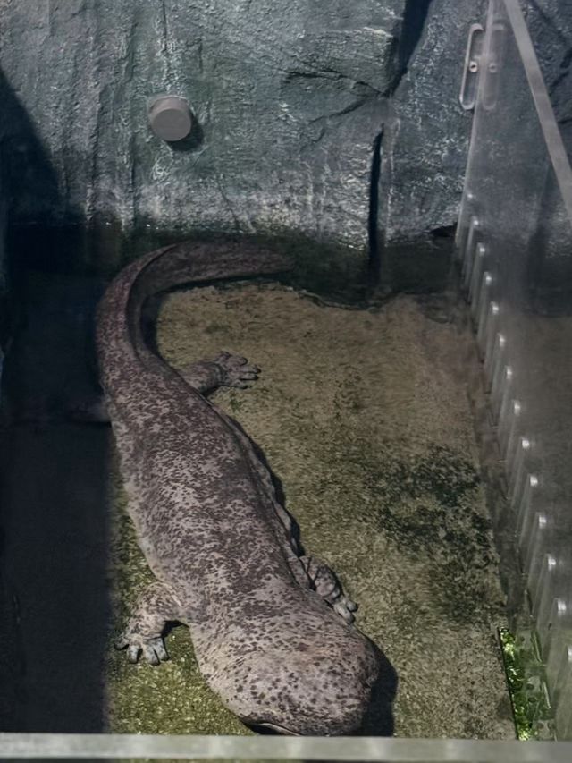 青島海底世界｜本地人私藏玩法！隨手拍都係深海大片
