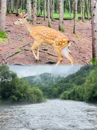 七月炎夏出走計劃！！去22°C大興安嶺森林撒野