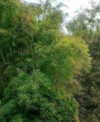 南寧狮山公園拍照秘境分享