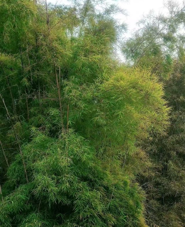 南寧狮山公園拍照秘境分享
