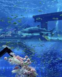 誤入海底三萬里 來場浪漫海底約會