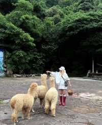 昆明1小時直達「天空索橋」森林之巔