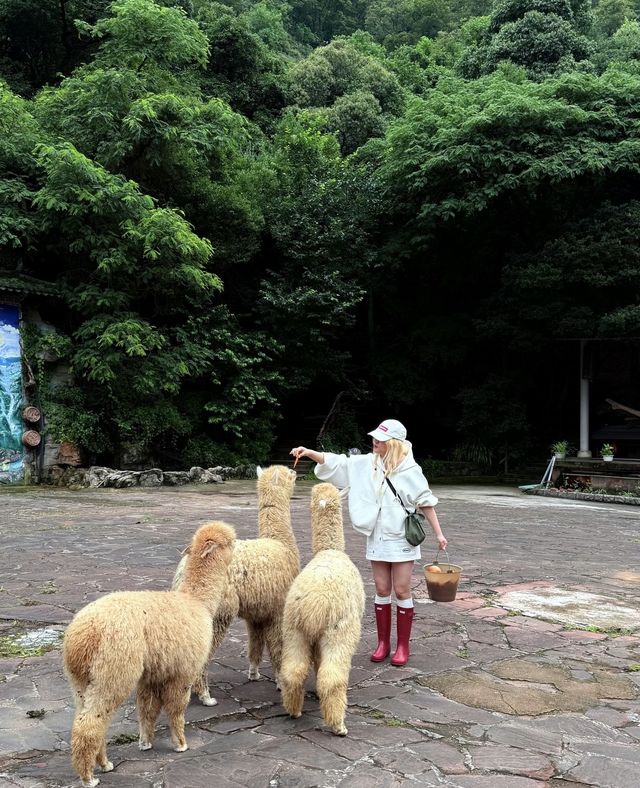 昆明1小時直達「天空索橋」森林之巔