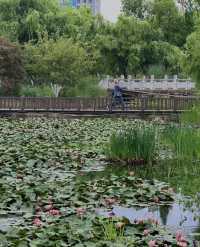 昆明嘅陰雨天簡直係人間天堂🪷