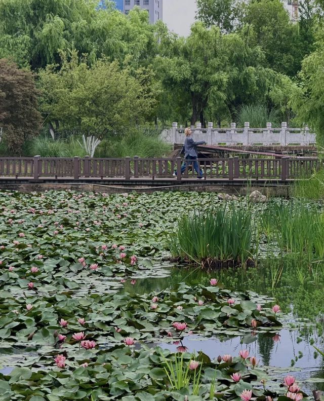 昆明嘅陰雨天簡直係人間天堂🪷