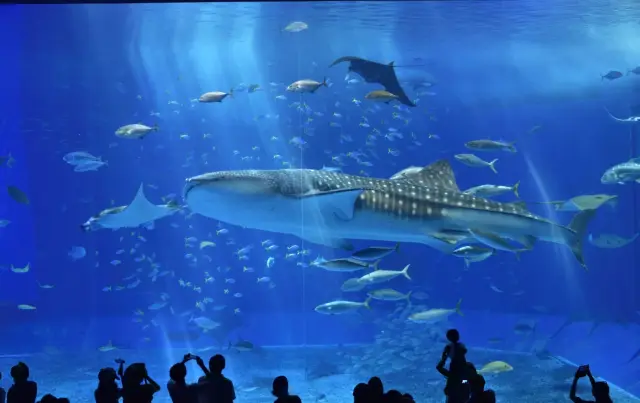 Okinawa In-Depth Travel Guide: A Tropical Secret in the Blue Sea and Sky