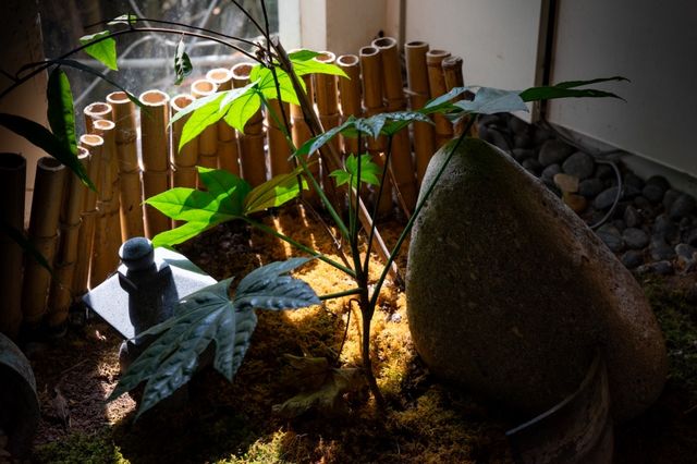 三隻貓嘅森林溫泉記