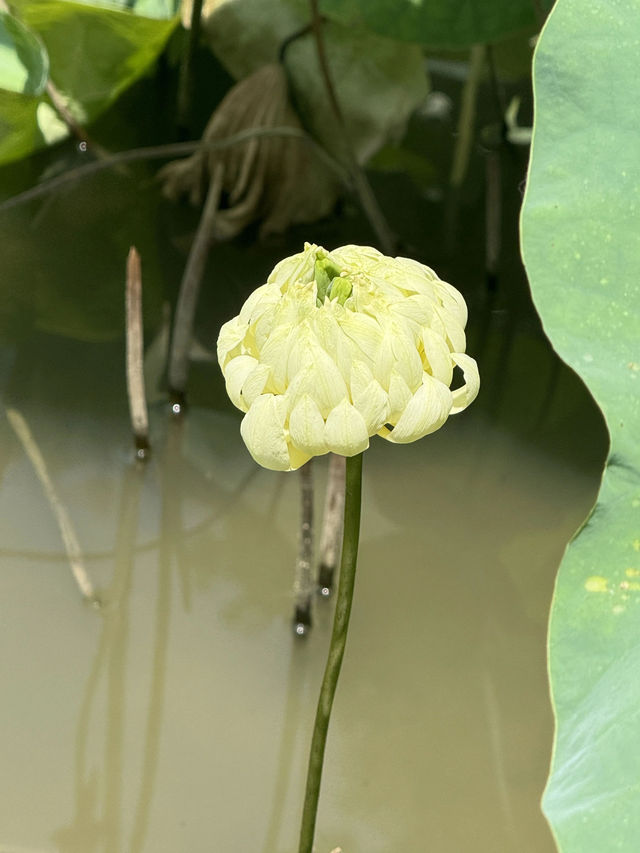 盛夏時節，一定要去一趟廣州蓮花山啊