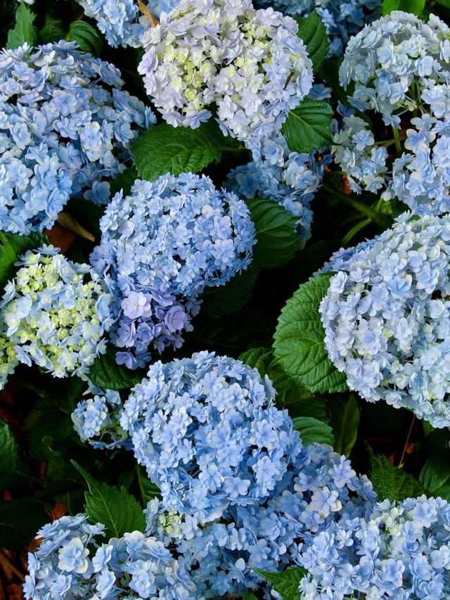 成都植物園｜城市綠洲的繡球花時光