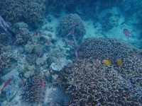 Borneo Divers Mabul Resort潛水攻略