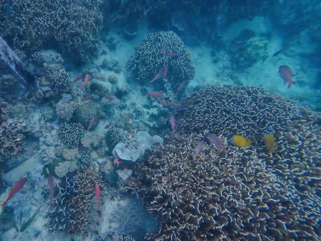 Borneo Divers Mabul Resort潛水攻略