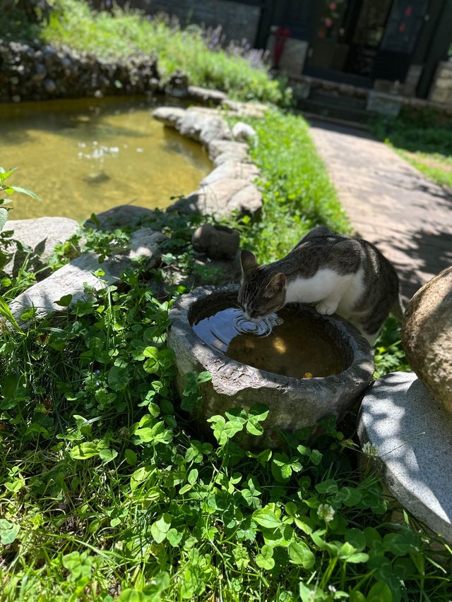麗江古城住宿攻略：近卻靜，避世卻不避市