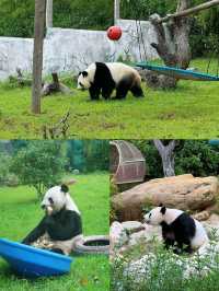 國慶節去哪玩｜來紫清湖野生動物世界與動物親密接觸吧！