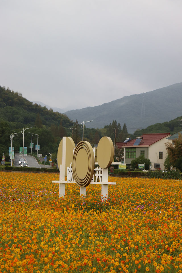 寧波最美的花海又來了，雨中更有畫面感哦