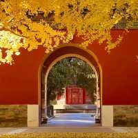 🍂🏮베이징 가을 여행의 로망, 이 골목길을 따라 걷다