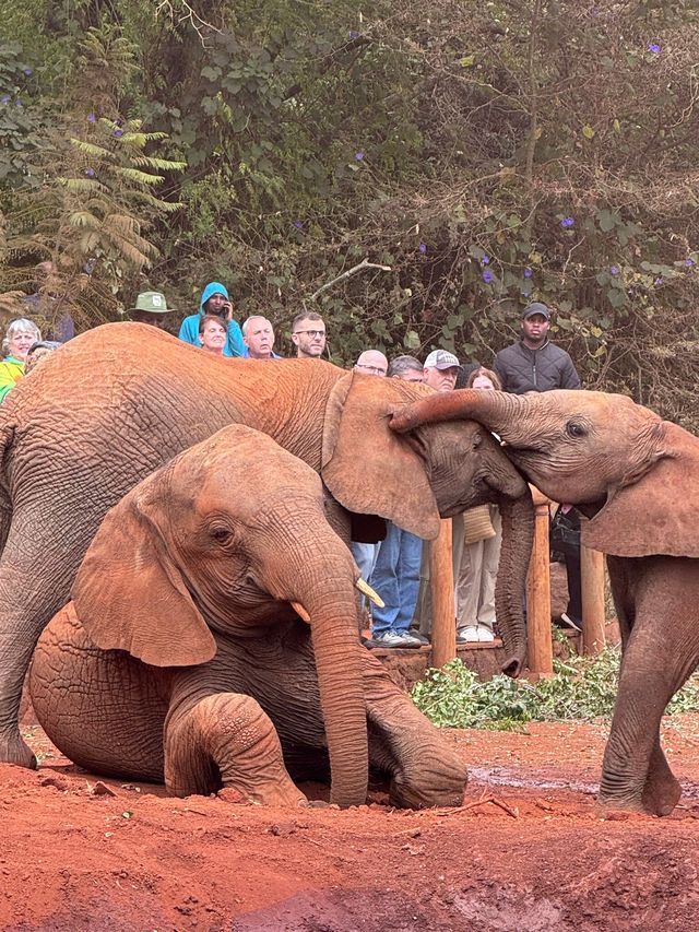Heartfelt Adventure at the Elephant Orphanage and Giraffe Center