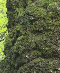 綦江銀杏樹現400年奇觀，酷似人臉