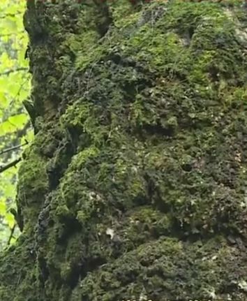 綦江銀杏樹現400年奇觀，酷似人臉