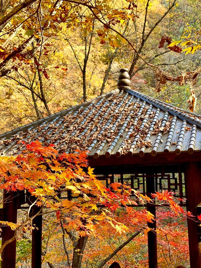 東北賞楓天花板！遼寧本溪楓葉季攻略