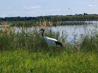 The Land of Cranes — Zhenlai Momoge Wetland