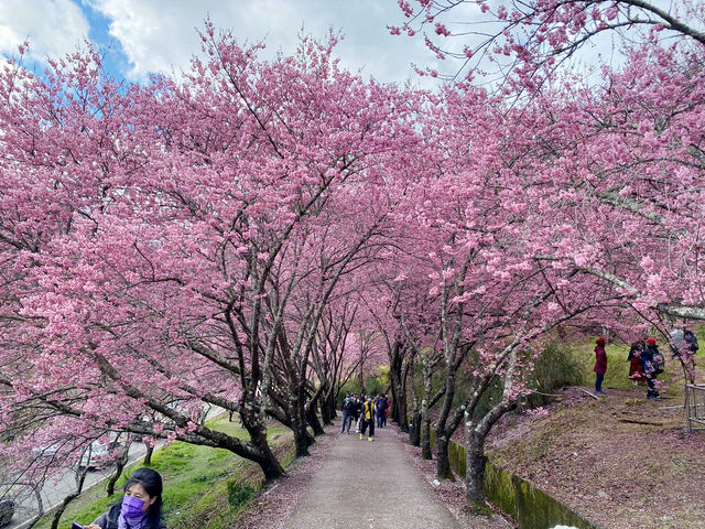 🌸 武陵農場櫻花季｜一場春天限定的粉紅盛宴