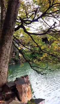 蘇州滄浪亭：藏在千年文脈裡的園林秘境