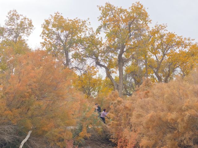 塔里木胡楊林