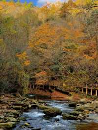 十萬畝紅葉漫山遍野，秦嶺的秋日盛宴正當時
