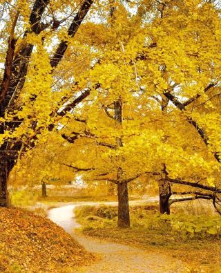 Welcome to Ginkgo Viewing in Haiyang Township