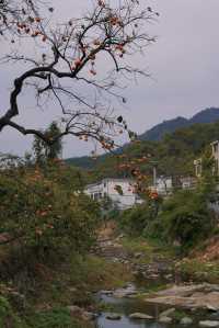 武漢2h自駕「中國甜柿第一村」的賞秋攻略