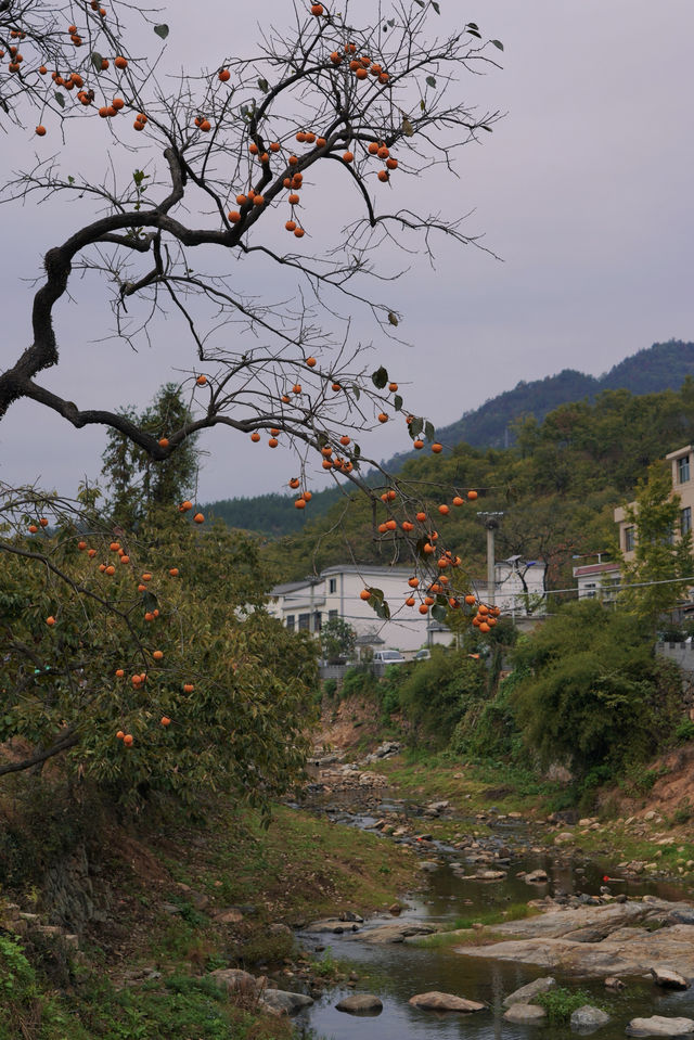 武漢2h自駕「中國甜柿第一村」的賞秋攻略