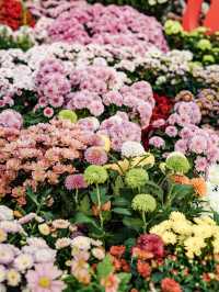 來武漢江灘賞菊吧