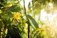 防城港金花茶,植物界「大熊貓」限時賞鑑