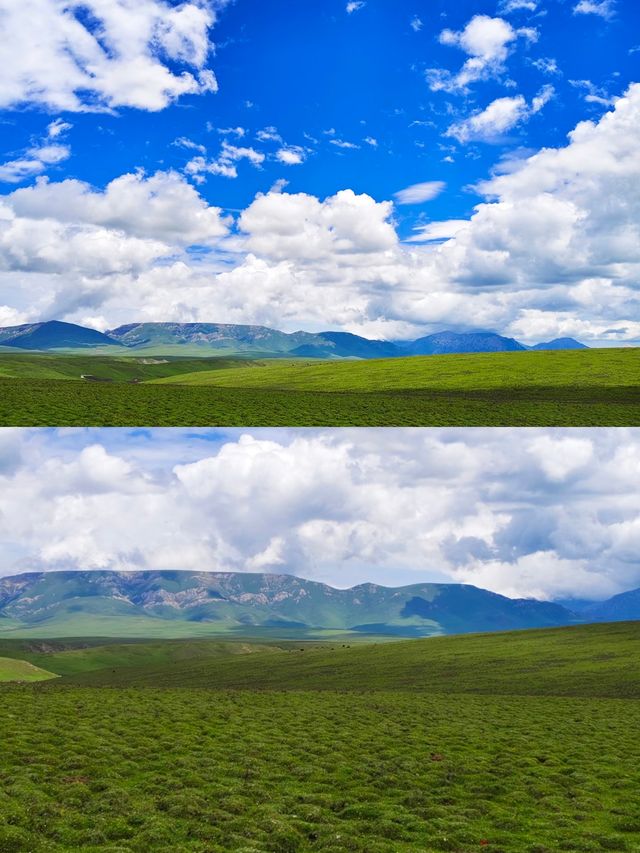 探秘甘南藏族自治州美仁大草原！