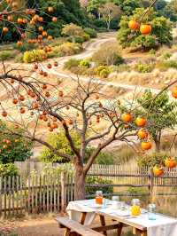 逃離喧囂！邂逅「天下第一水」楠溪江