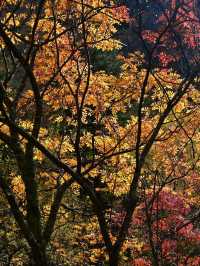 川西小眾秘境｜松坪溝的秋天美到窒息