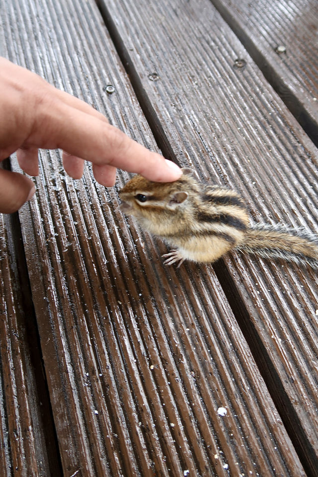 幸運地摸到了花栗鼠，毛茸茸的