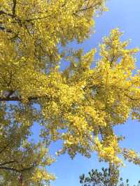 2025年諸暨三德寺銀杏攻略｜千年古寺金秋限定浪漫