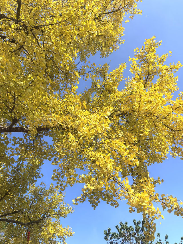 2025年諸暨三德寺銀杏攻略｜千年古寺金秋限定浪漫