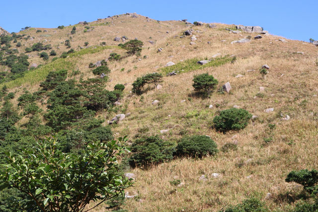 香港大東山,秋日芒草的夢幻之旅! 香港大東山,秋日芒草的夢幻之旅!
