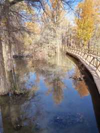 絕美秋色！在金塔胡楊林邂逅金色童話