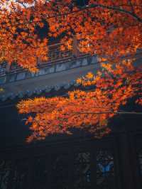 南京|沒有一座山比棲霞更懂秋天