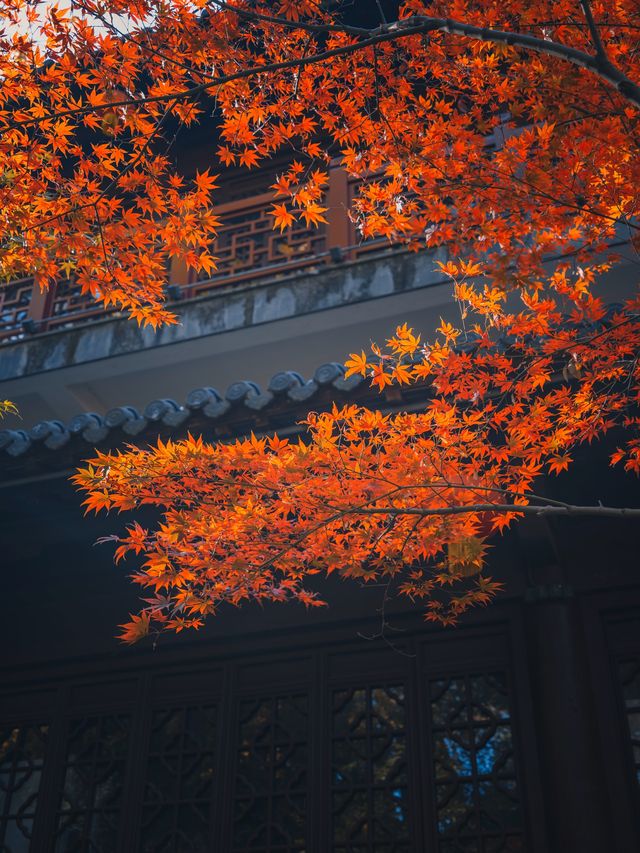 南京|沒有一座山比棲霞更懂秋天