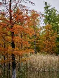 11.24實拍！上海賞秋！三林濱江城市森林！