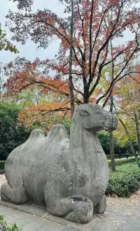 鐘山景區一日遊攻略 反方向路線避開人流